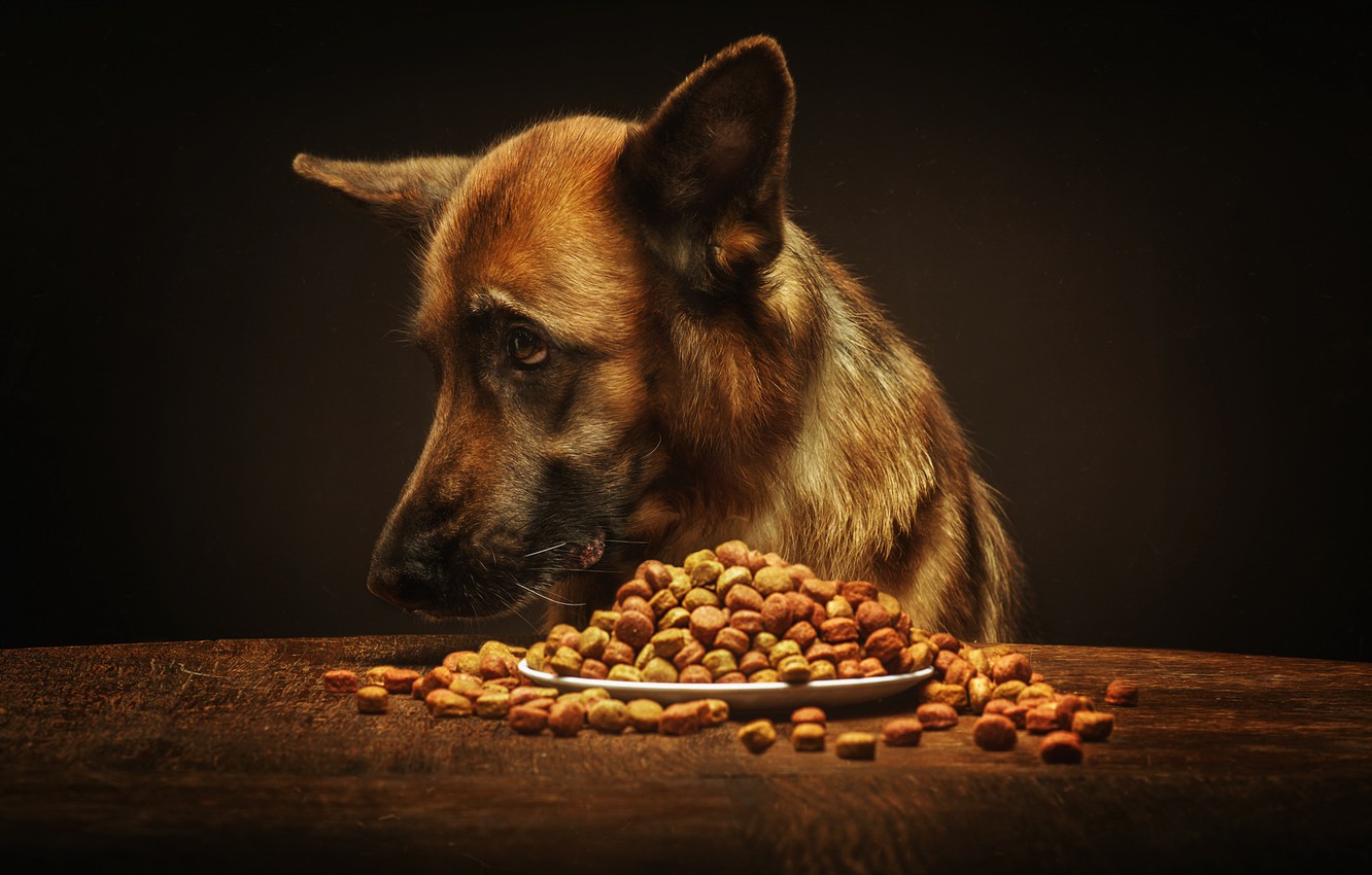 Kedi ve köpek yiyeceklerinde bulunması gereken besin maddeleri nelerdir 