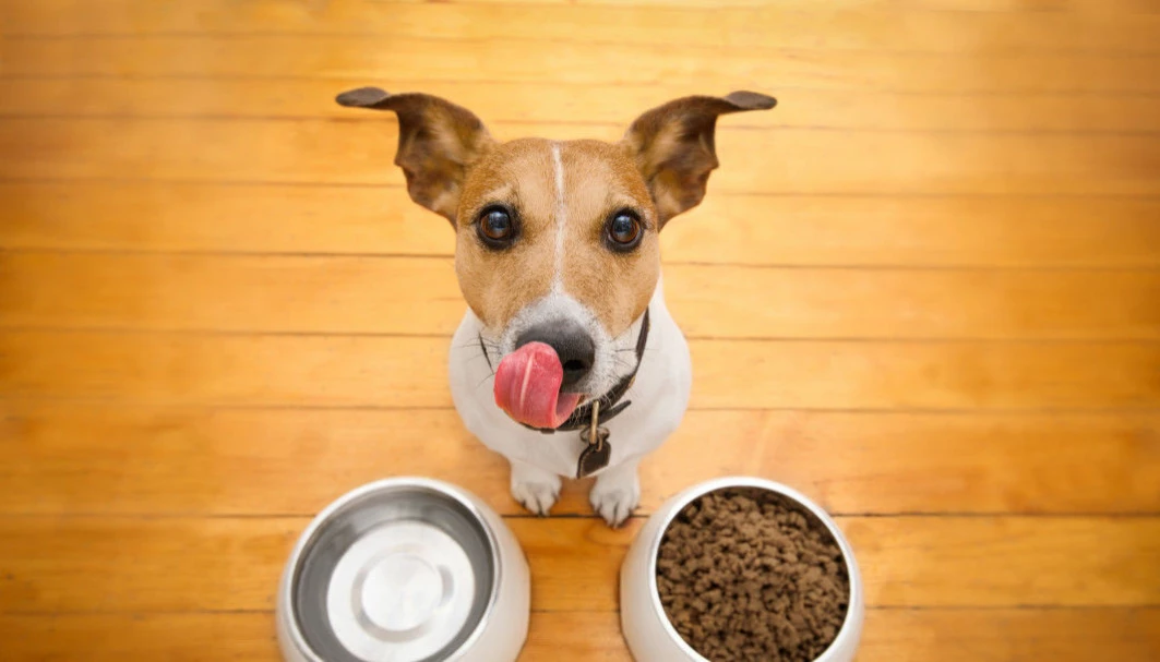 Yemek Atıkları Köpekler İçin İyi Bir Besin mi?