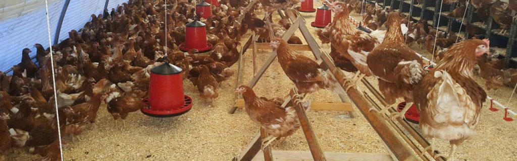 Tavuk Çiftliği Civciv Altlığının Önemi