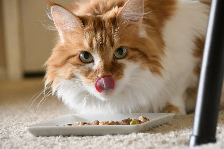 Kedi Beslemek İçin İpuçları