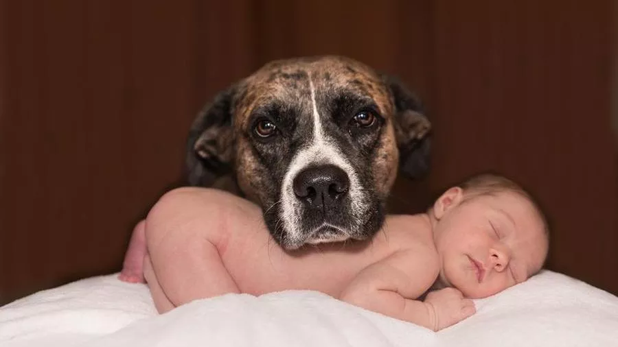 Köpeğinizle uyumak çocukların uykusunu iyileştirir