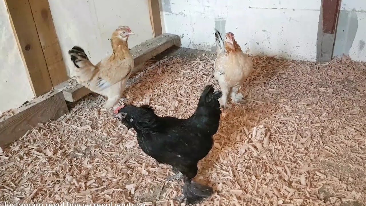 Tavuk Çiftliklerindeki Altlıkların Geri Dönüşüm ile Peletlenmesi