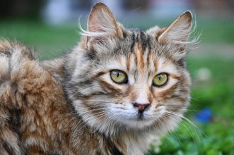 Kedi Türlerinin Tarihsel Gelişimi, Dünya’ da Dağılışı